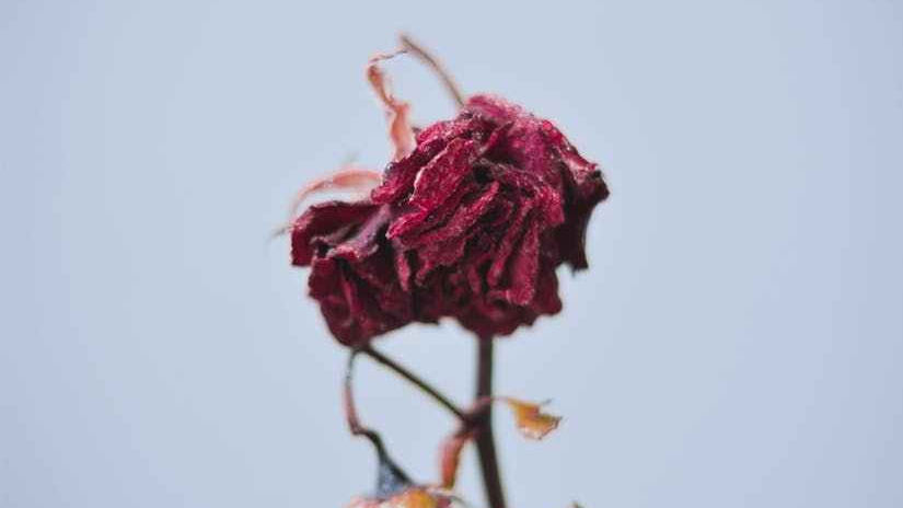 Rejection story: The girl who went to Italy (part&nbsp;1)