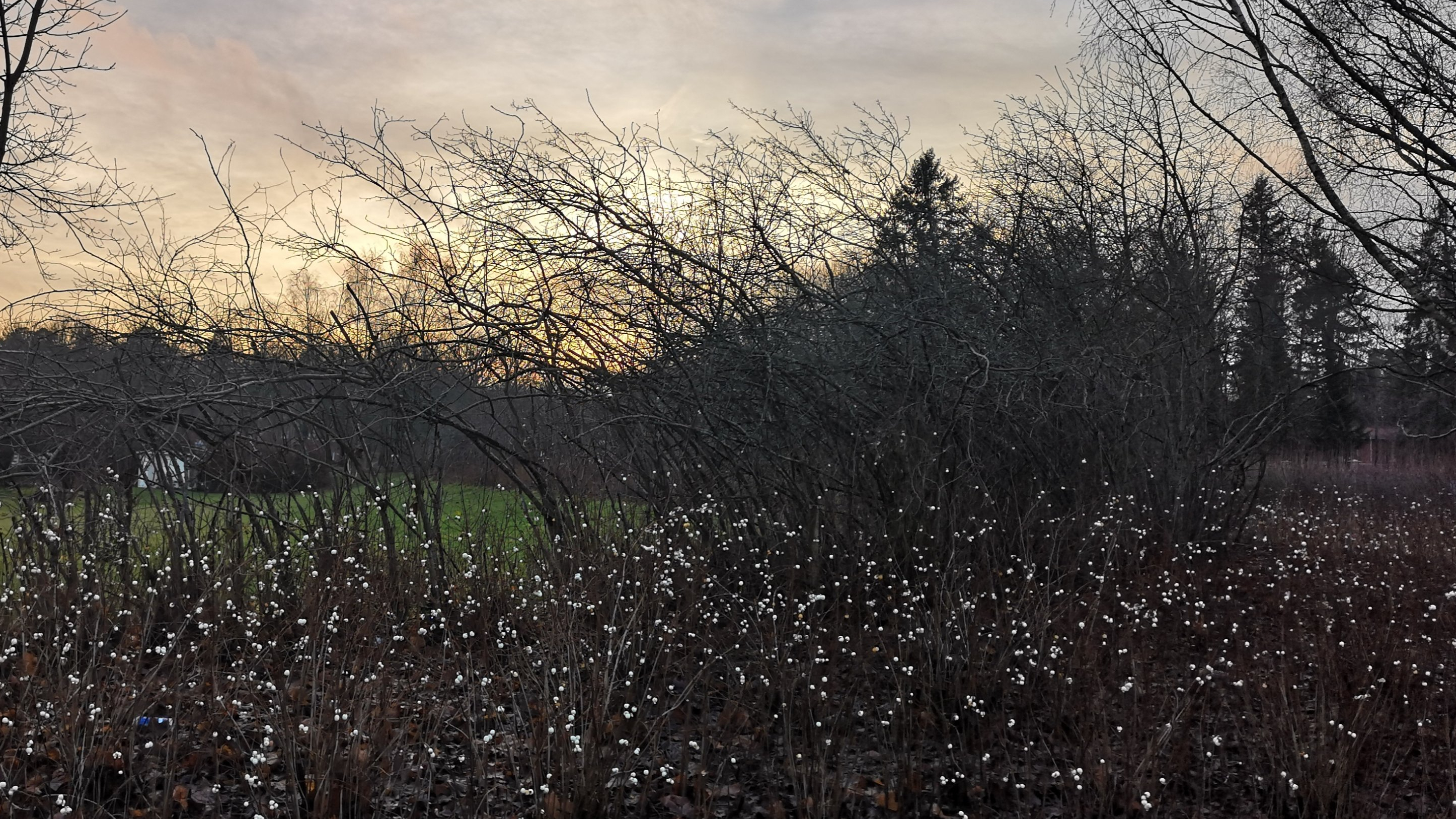 What’s your spirit&nbsp;plant?