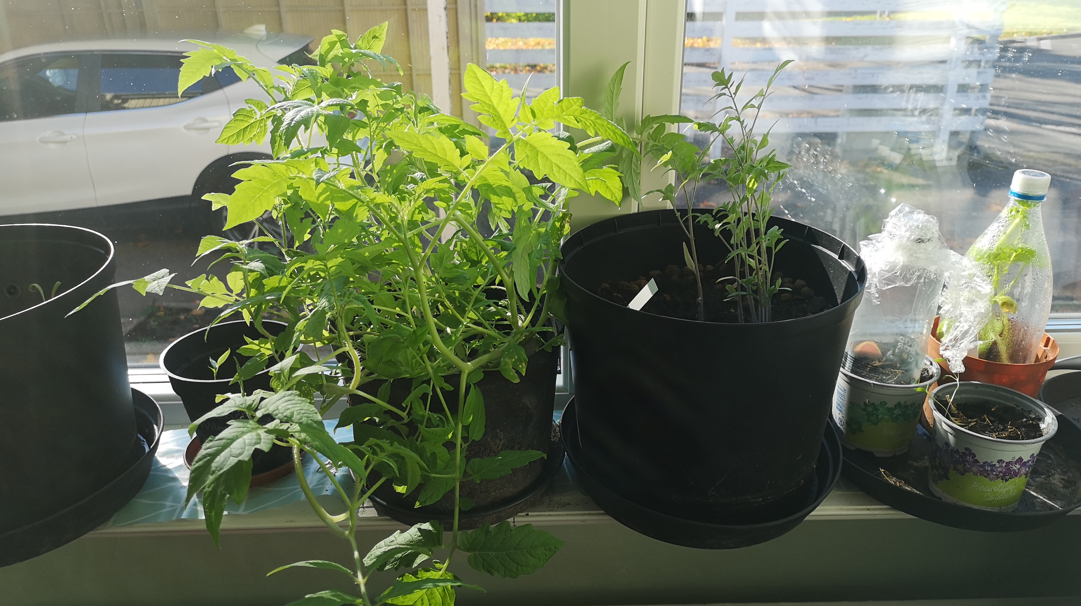 I love planting (introducing my&nbsp;babies)